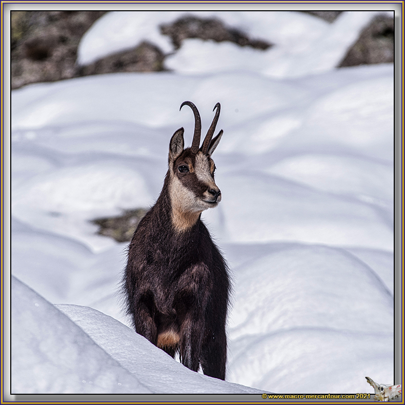 Chamois